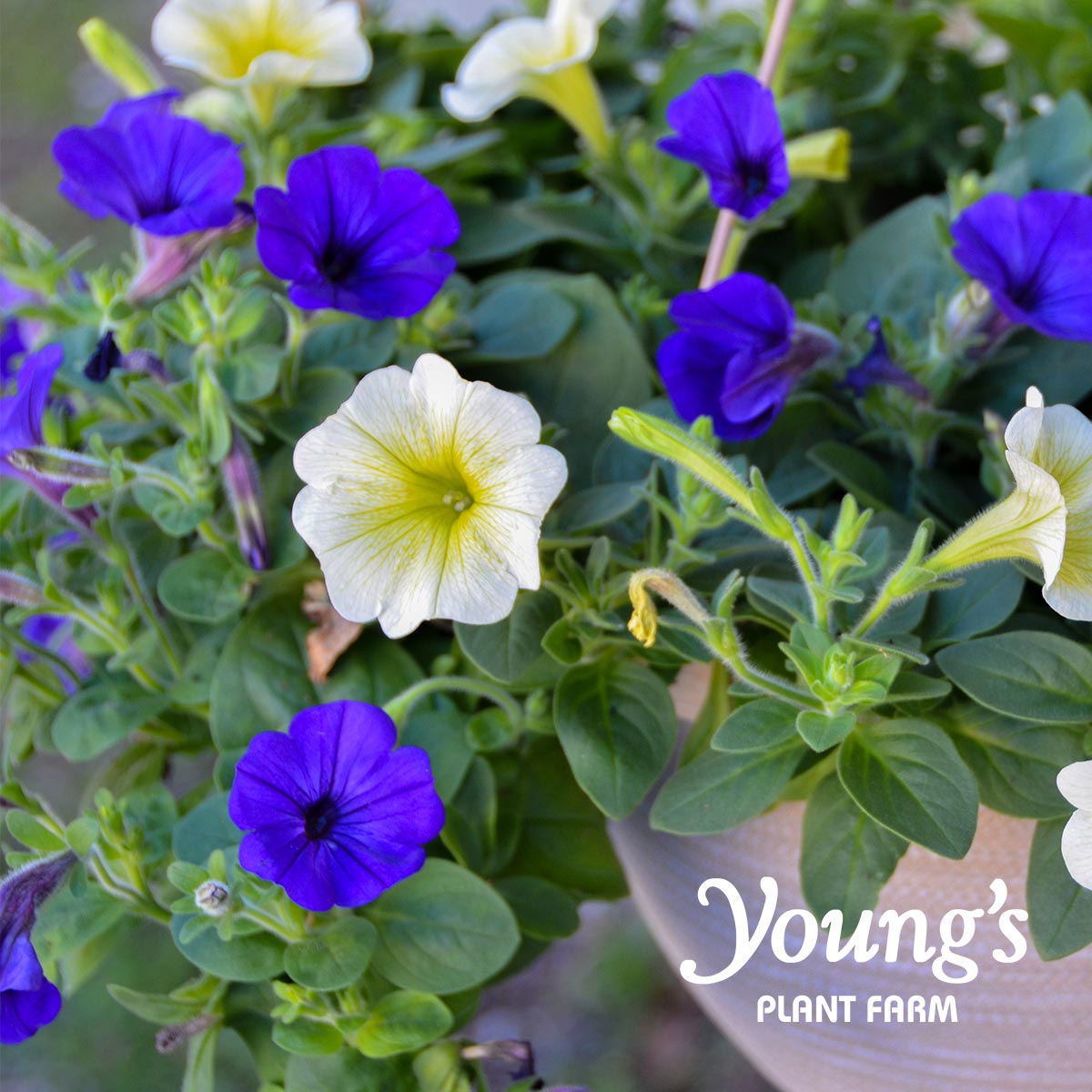A cheerful basket of classic, cascading #petunias is a simple way to create a welcoming outdoor space. Give your #hangingbasket plenty of water, and remove spent blossoms to encourage growth and long-lasting color. #YoungsPlantFarm