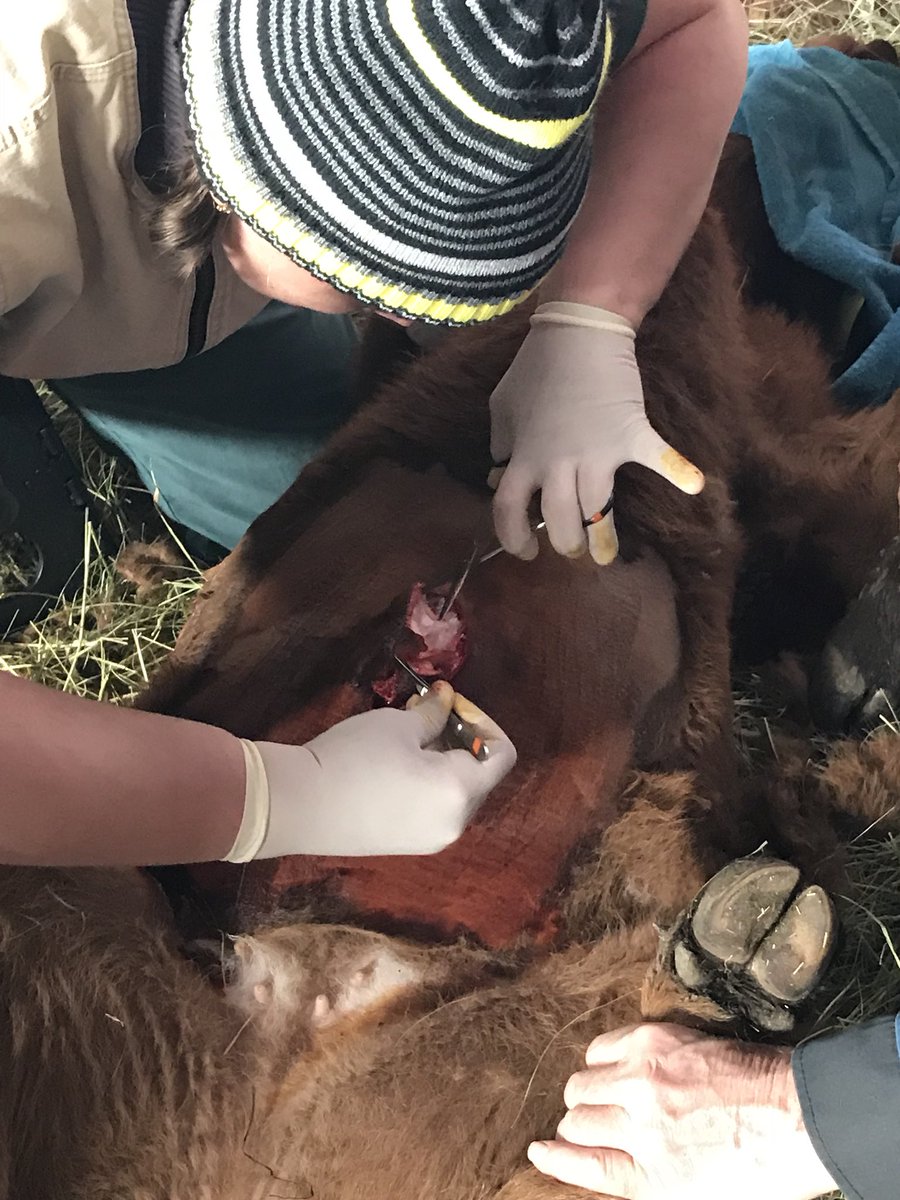 Dr Green performs umbilical hernia repair surgery on a young calf.