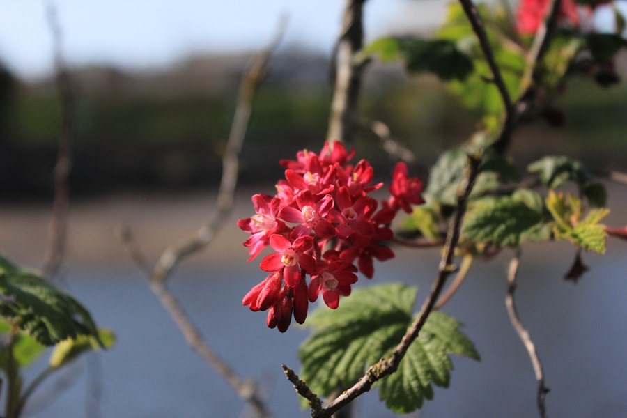 the_smilingdog's tweet photo. I hear that Spring has yet to ...well, spring forth in parts of our country. For those fighting snow and ice #Nanaimo #MaffeoSuttonPark https://t.co/l5g5pv6kqy