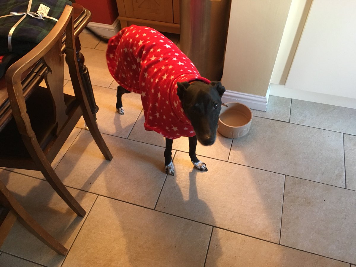 Grey_domino's tweet photo. This is Domino’s human.  Sadly domino crossed the rainbow bridge yesterday.  RIP.  He was much loved and will be missed https://t.co/FBfqdFUWz4