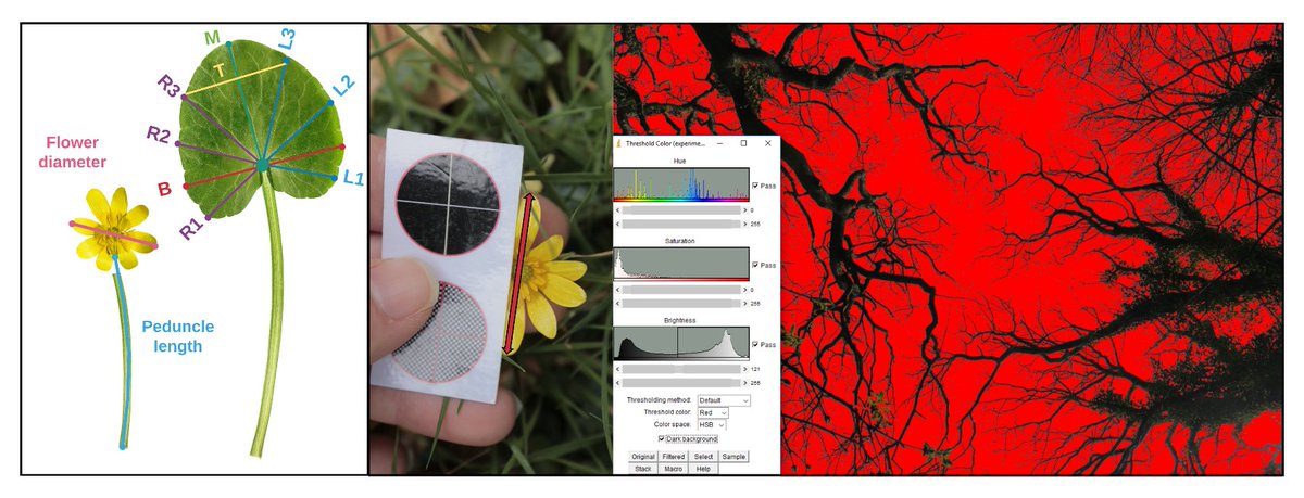 GOESbyJuniper's tweet photo. Less than 24 hours left to write up our Ecological Surveying assignment @ibers_aber about Lesser celandine fluctuating asymmetry. Someone pointed out that my team used quite a lot of #imageanalysis that might have correlated with my enthusiasm for imageJ @plant_image https://t.co/VwK1v0SwpX