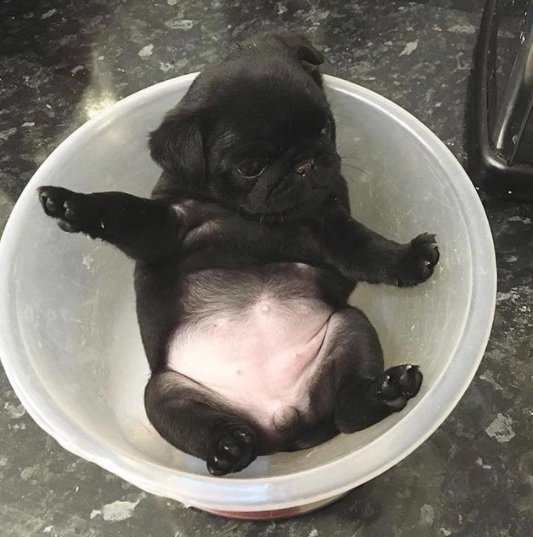 Loulou_thepug's tweet photo. Little pug in a bowl. https://t.co/6WYIdKCnVS