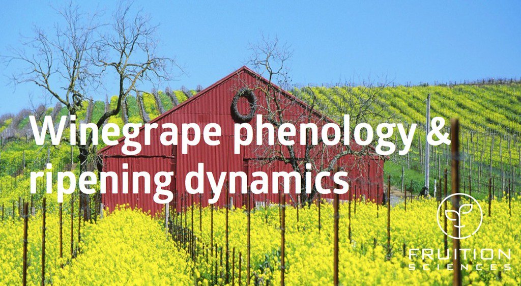 fruitionscience's tweet image. #Winegrape phenology &amp;amp; ripening dynamics sco.lt/8abIfZ
