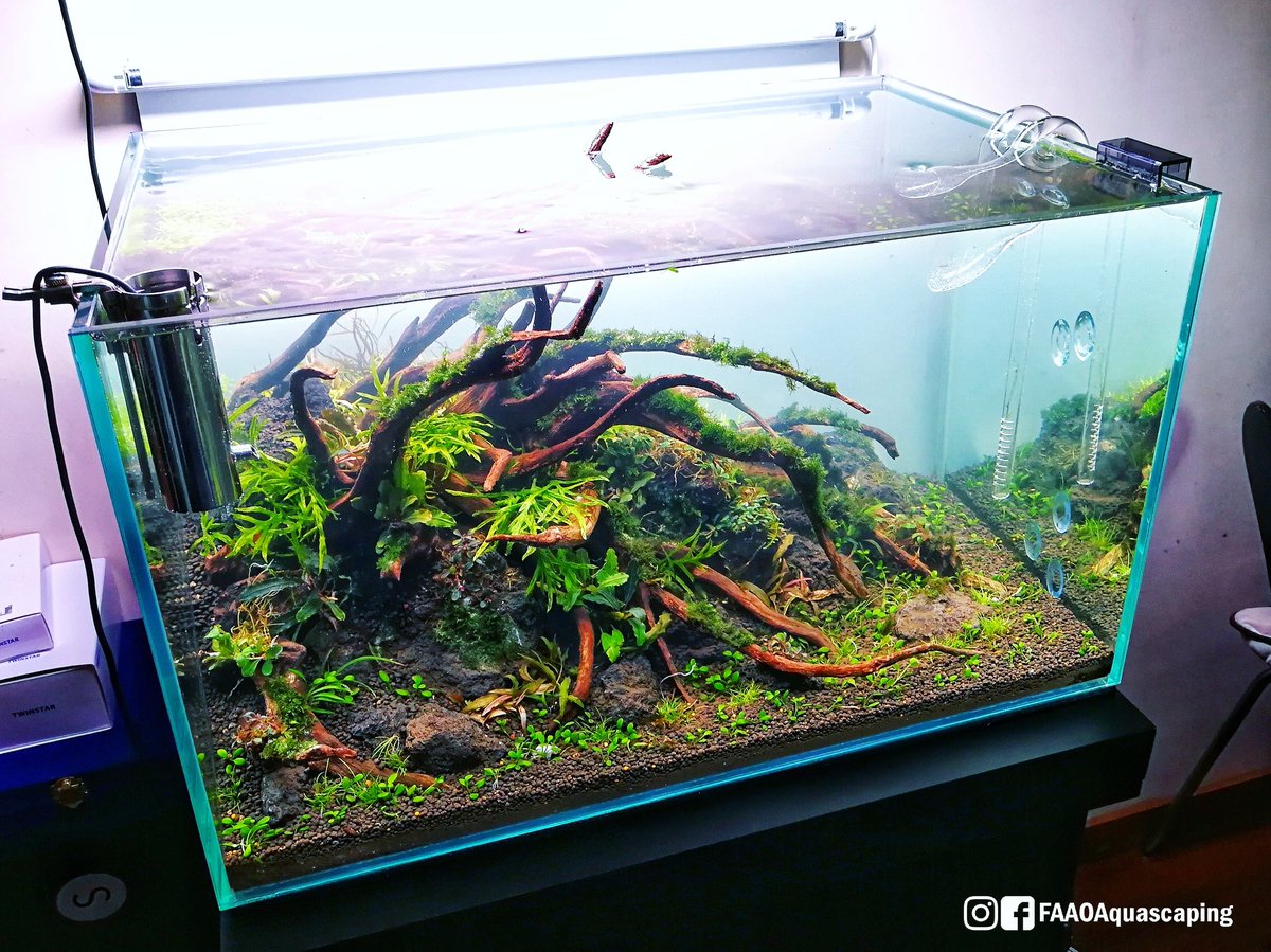 FaaoAquascaping's tweet image. It was about time to finally rescape my 80L. I didn't scape this tank from scratch. I have used the same soil, just added some bottom nutrients from Seachem, reused some leftovers from previous scape and my 60L tank.

#FAAO #Aquaflora