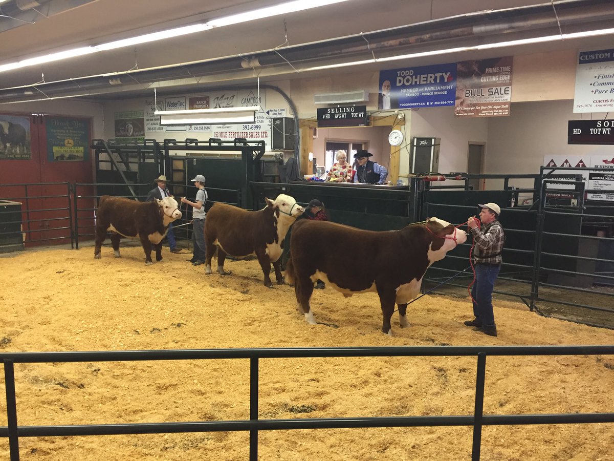 jonyschuk's tweet photo. Hereford Show is underway out in Williams Lake, BC. Sale is tomorrow at 1 pm #CAN_Hereford https://t.co/NWlAOKzX8g