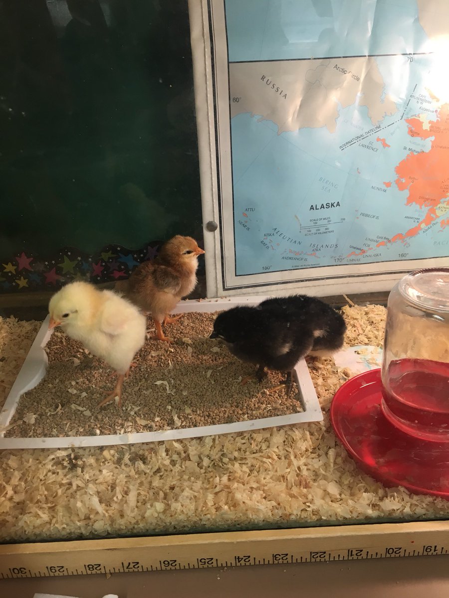 AdamsDCSD's tweet photo. Ms. Hallberg’s 4th graders are enjoying the baby chicks #dcsdpln https://t.co/fTNosfZiZI