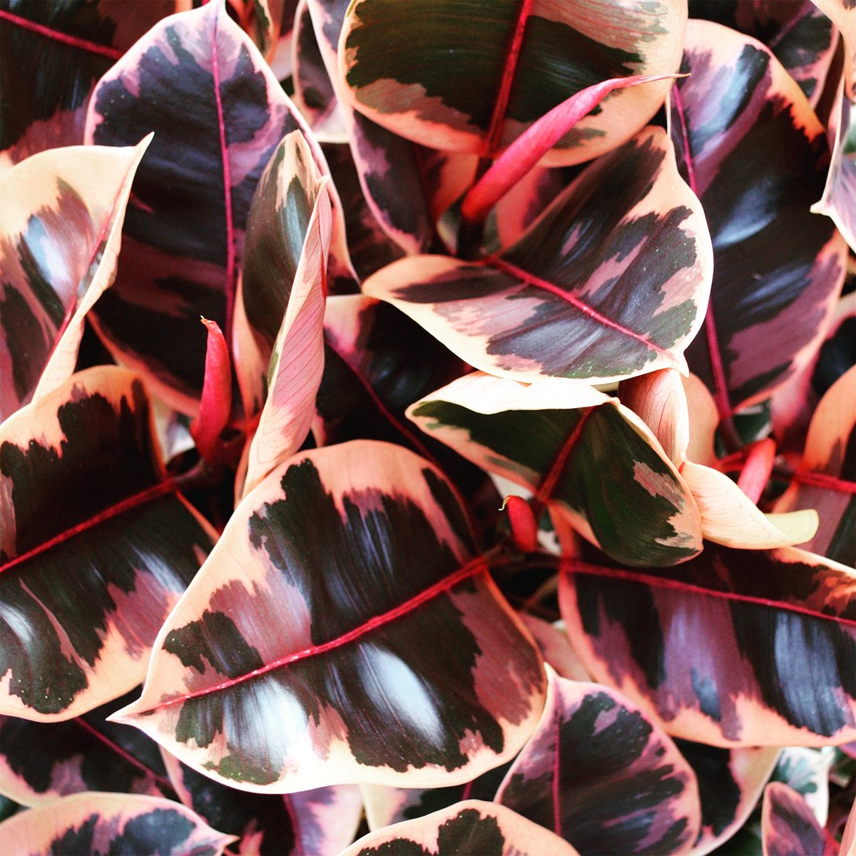 Check out the pink on these variegated rubber plants, some of the pinkest we've ever seen 🤗 These are BRAND NEW today so head over to our Etsy store to make sure you don't miss out! #variegation #houseplants #Belize