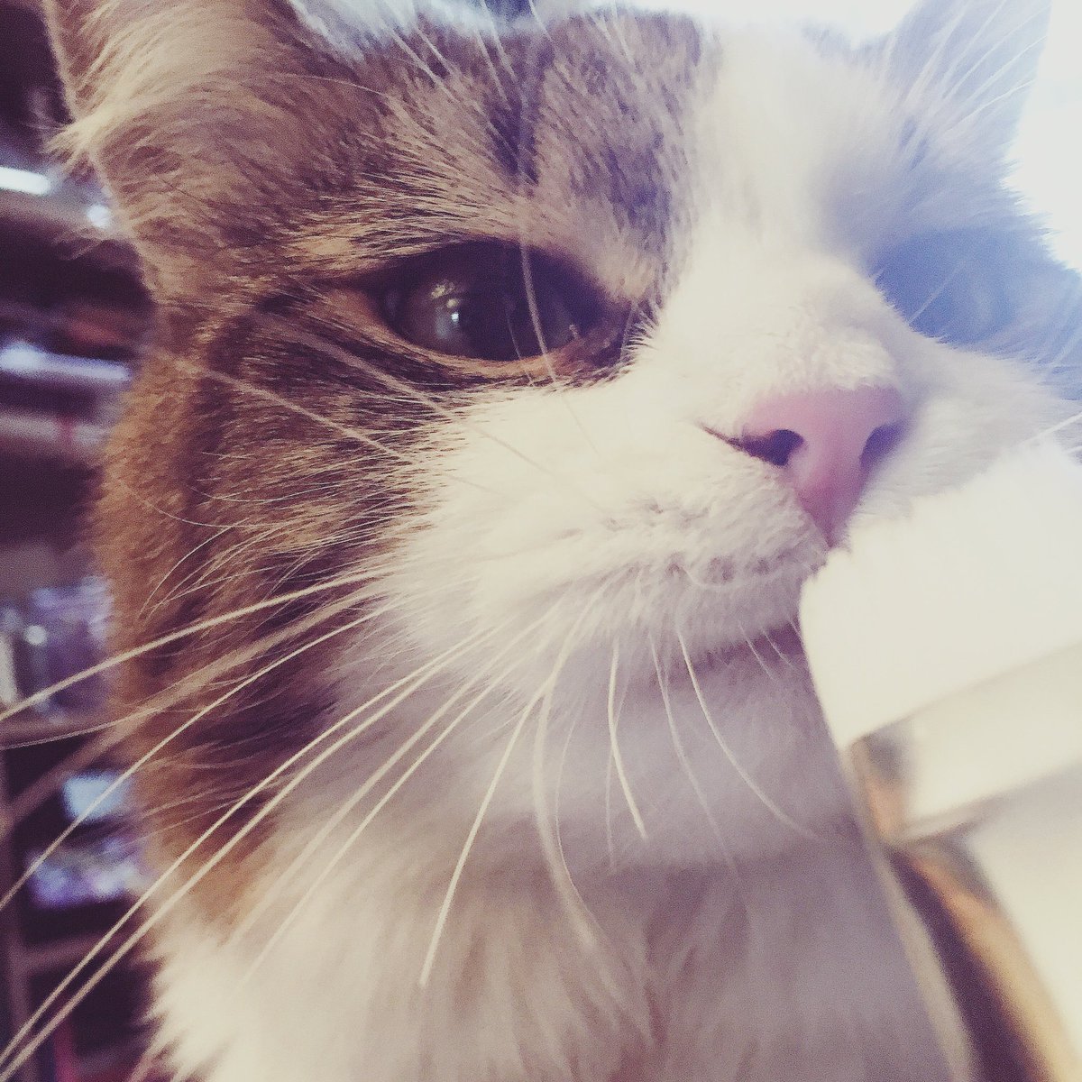 duffleslive's tweet photo. #Duffles the original #StudioKitten !! https://t.co/V3ED18XVLp