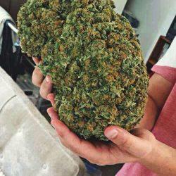 Freeman806's tweet image. Is weed more good than Drinks