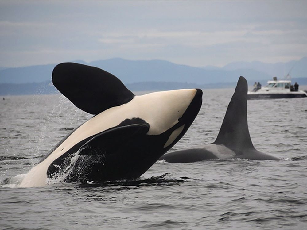 MikeHudema's tweet image. "The additional noise from the increase in tanker traffic will push the whales far closer to extinction" buff.ly/2HCZe9W

There are just 76 southern resident Orcas left in the world. Protect them: #StopKM 

#cdnpoli #bcpoli #nature #whales