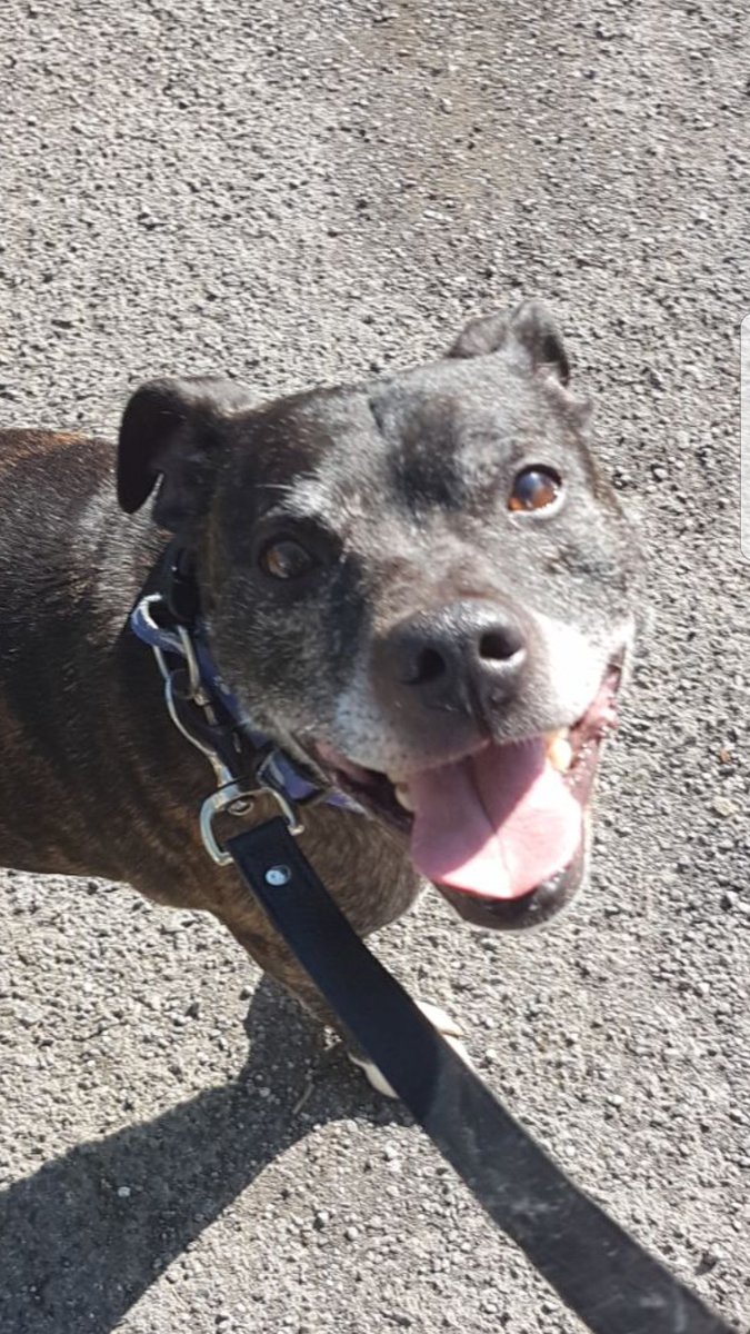 Raise Awareness of Leigh Cats & Dogs Home (LCDHawareness) Twitter