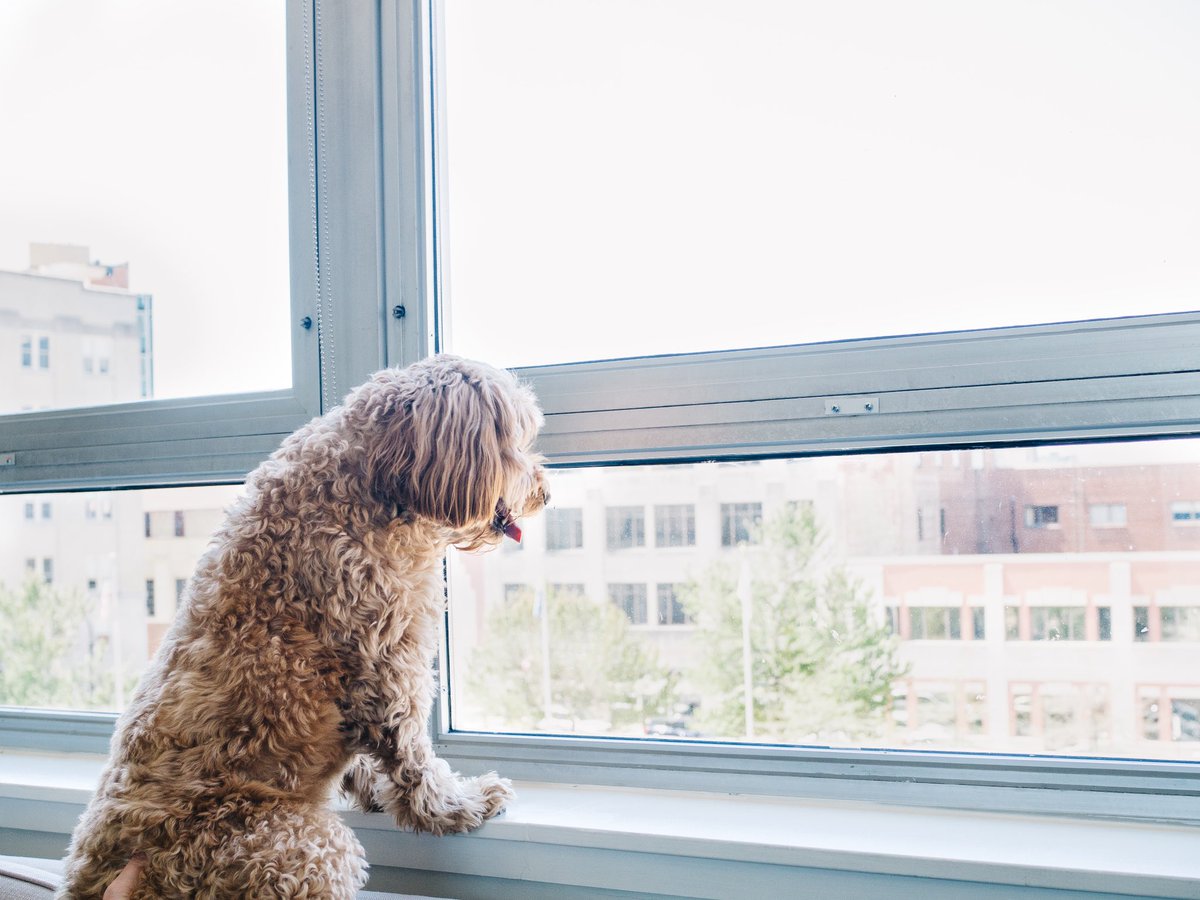 UnscriptedDurm's tweet photo. Pawsitive vibes from Kody 🐾 DYK your furry friend stays complimentary when you book with us? #unscripteddurham #unscriptedhotel photo: Charles Etoroma
https://t.co/I89aAWo1cb https://t.co/NO5AZIHCQ4