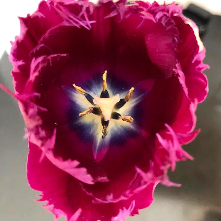🌷 🌺 #Tulips #Beauty #Flowers #Nature #NoFilter