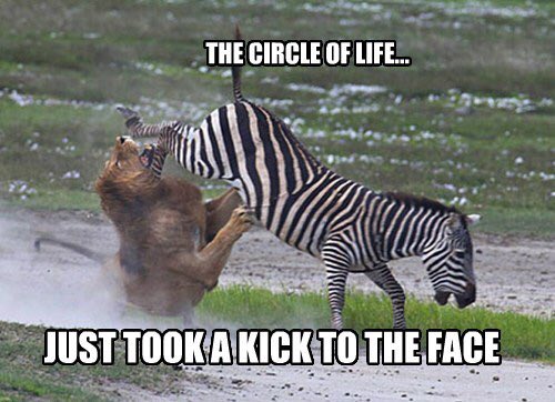 ZebraBolt's tweet image. Hmmm it's #NationalHighFiveDay... 🤔 does a high five.. er... hoof.. to the face count?