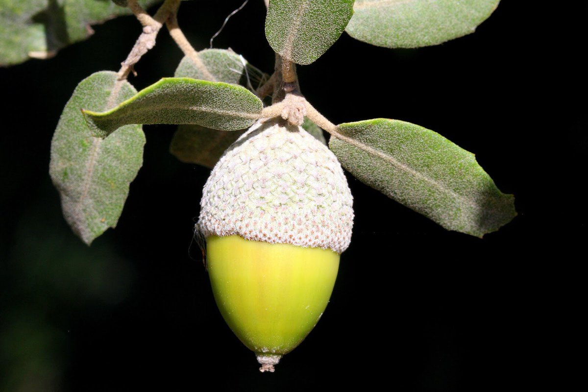 #ATENCIÓ | Acabem de posar en funcionament la moneda virtual de <a href="/RouresAirlines/">Roures Airlines</a>: l’#Aglà! ✈️

💸Guanyaràs 2 #aglans per cada Euro que gastis amb nosaltres i 1 #aglà per cada Euro que gastis ens els nostres comerços associats.

#RouresAirlines, volem a l’altura dels roures!