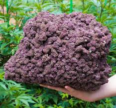 Freeman806's tweet image. Do you eat before smoking or what ??