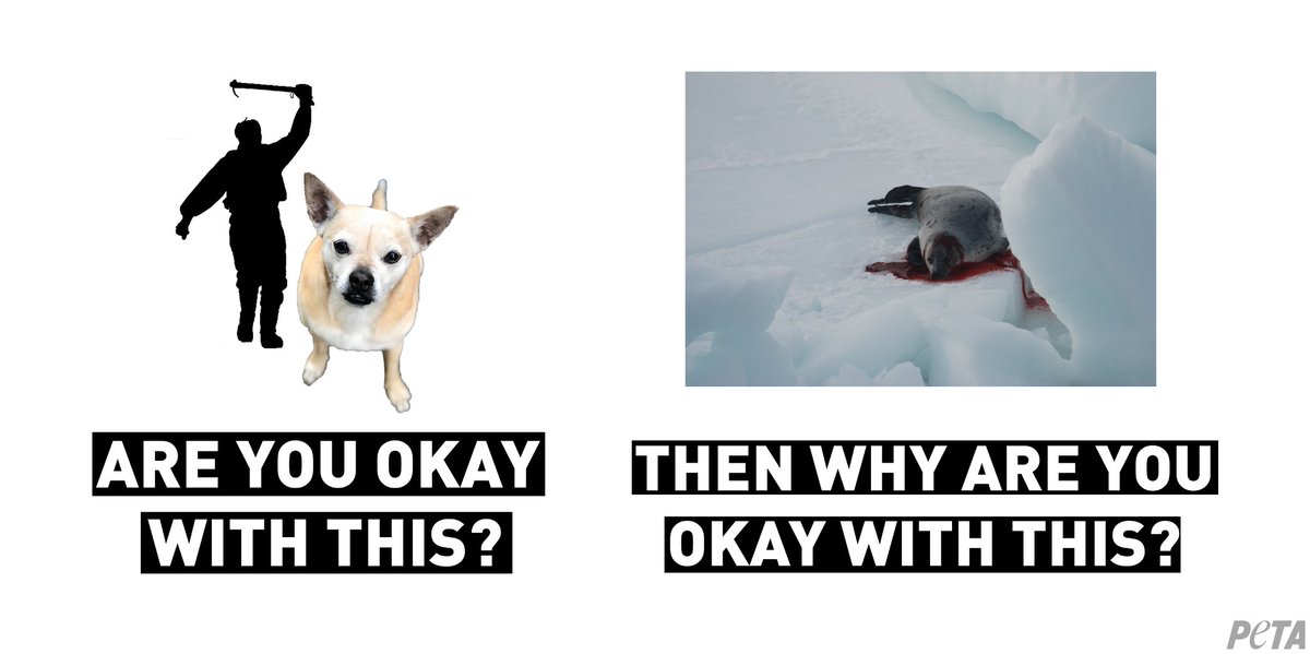 A dog clubbed for their skin would be horrifying. We should feel the same about #Canada's commercial seal slaughter. #ThinkAboutIt