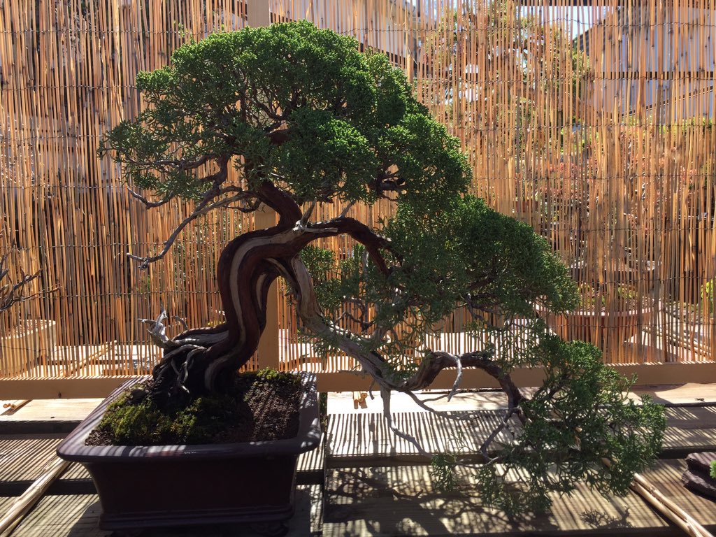 BonsaiABM's tweet photo. Todavía podéis disfrutar de la exposición de #Bonsai gratuita hasta el 21 de Abril. Horario: Viernes 18.00-20.30h, Sábado 10.00-13.30h y 18.00-20.30h y Domingo 10.00-13.30h. Os esperamos!!! https://t.co/CcXQHetNwW