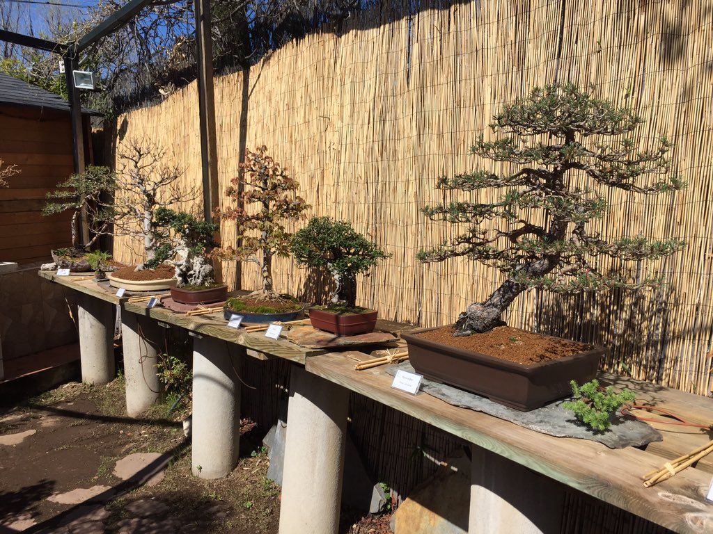 BonsaiABM's tweet photo. Todavía podéis disfrutar de la exposición de #Bonsai gratuita hasta el 21 de Abril. Horario: Viernes 18.00-20.30h, Sábado 10.00-13.30h y 18.00-20.30h y Domingo 10.00-13.30h. Os esperamos!!! https://t.co/CcXQHetNwW