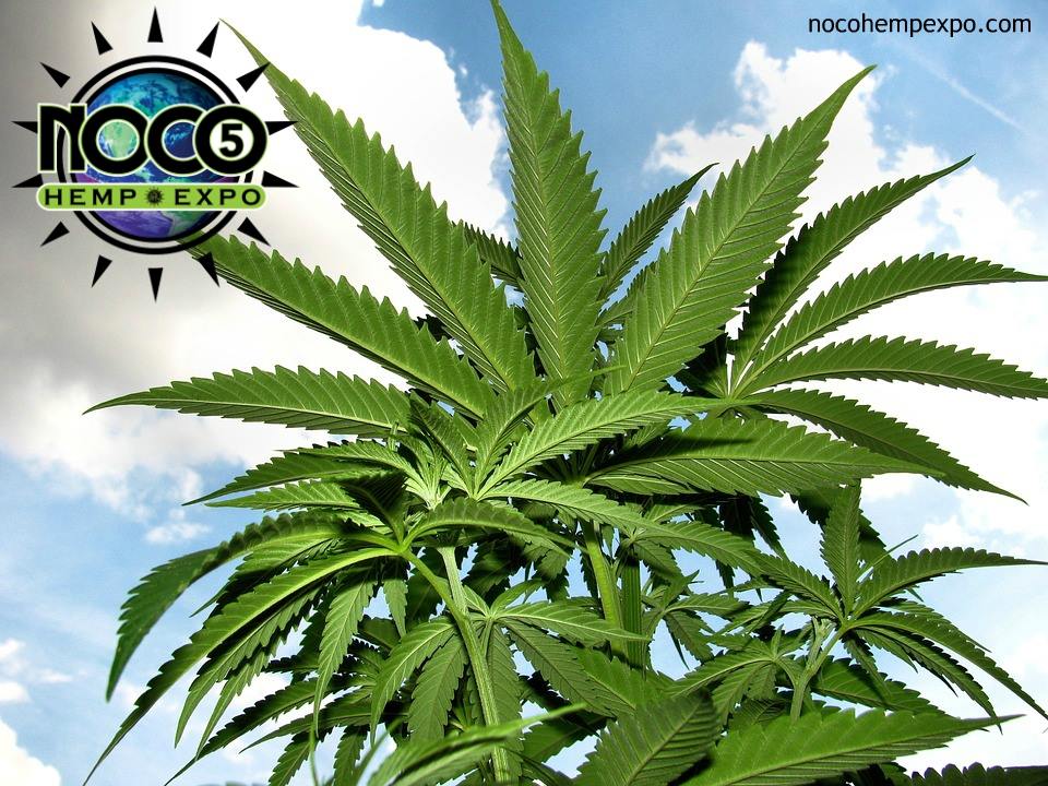 HempRoadTrip's tweet photo. A huge shoutout to @morrisbeegle, founder of @nocohempexpo, @cohempco and #treefreehemp, for sponsoring #HempRoadTrip since day 1!!
🌍🎤Catch him hosting the #EarthDay podcast this Sunday in San Diego!
#NoCoHempExpo #LetsTalkHemp #EndProhibition #OneLouder https://t.co/EG76vEjUEM