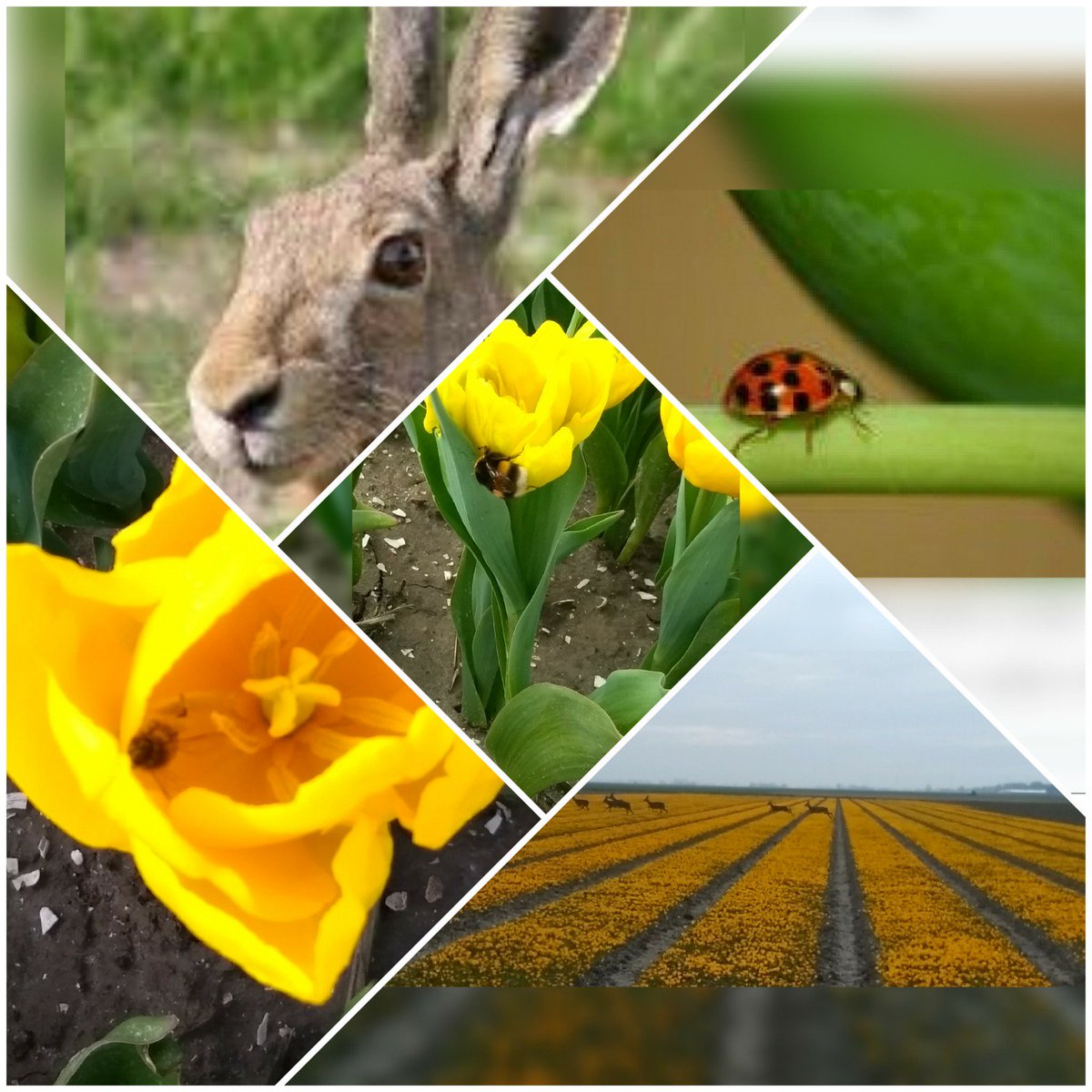 JRustenburg's tweet photo. Natuur(lijk) in de tulpenvelden! #vogels, #herten, #hazen, #bijen #lieveheersbeetjes en nog veel meer! #natuur
En daar mogen wij de hele dag tussen lopen.😄 https://t.co/1JO84fEKC0