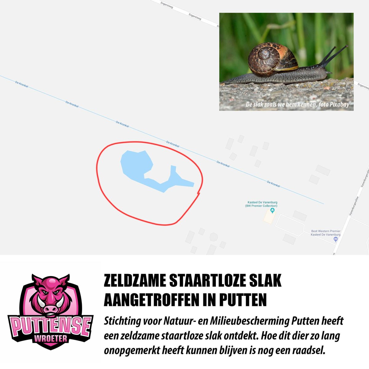 Zeldzame #staartlozeslak aangetroffen in #putten facebook.com/story.php?stor…
