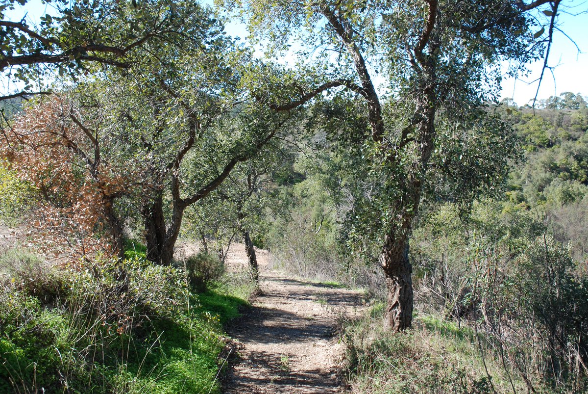 wildviewretreat's tweet photo. The wild path down through the avenue of cork trees to the infinity pool at WildView Retreat. We are excited the pool is almost complete just in time for the opening summer season. #nature #views #wildviews #yoga #healthandwellbeing #fitfam #wilderness #retreat #trailrunning sa https://t.co/nhZ2cSRM78