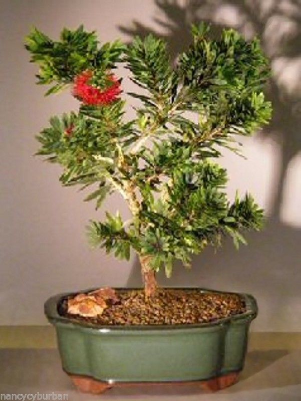 wikibonsai's tweet photo. #Bottlebrush #Flowering #Bonsai #Callistemon #Citrinus "Little #John #12 #Yr #12"-14"T - https://t.co/JV1RuTedOc #1214T #Juniper #JuniperusBrevifolia #JuniperusPhoenicea https://t.co/fH3ifC9pvP