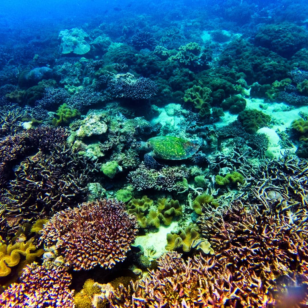 LukeEdgarEvans's tweet photo. having a great time with @GVISeychelles Cap Ternay. One of many photos from our time under the water. Check out #travellingwithlukeandkatie to see more on Instagram! Our blog is soon to follow! #worthit #diving #lovingtheexpeditionlife #happydays #marinelife https://t.co/RAc6Dz6EeR