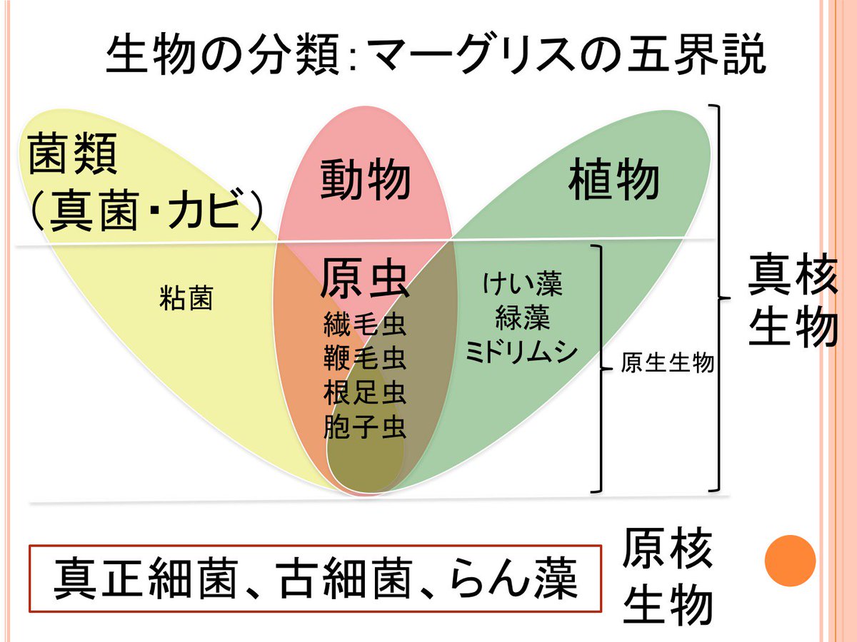 真 核 生物 原核 生物 違い