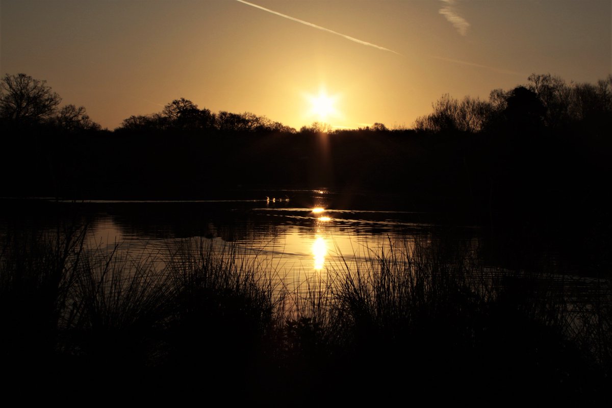 EppingForestPic's tweet photo. A few from yesterdays walk. Sunrise over Connaught Water, Peacock Butterfly, The Big View, and a glimpse of some Fallow Deer.
  #EppingForest https://t.co/WB2ojA7CLL