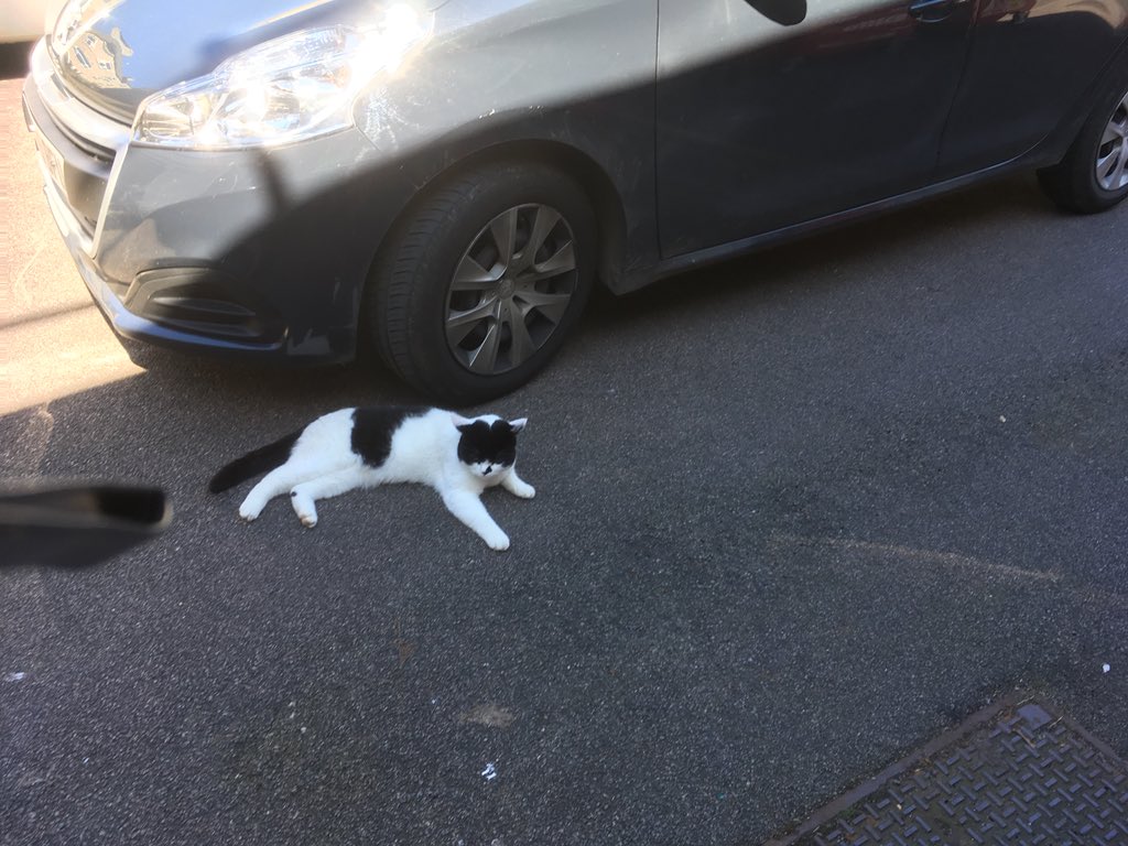stationmoggy's tweet photo. Code4 (lunch time ) little bit of cat bathing ๐ป๐๐ I know itโs hot hot hot ๐๐ ๐but please keep your windows and doors locked .. Iโve heard my officers๐ฎโโ๏ธ๐ฎโโ๏ธ talking about people going out and leaving them open !!! That includes cat flaps .. ๐ป#keepemlocked ๐๐ป https://t.co/sgoSmsbMdp