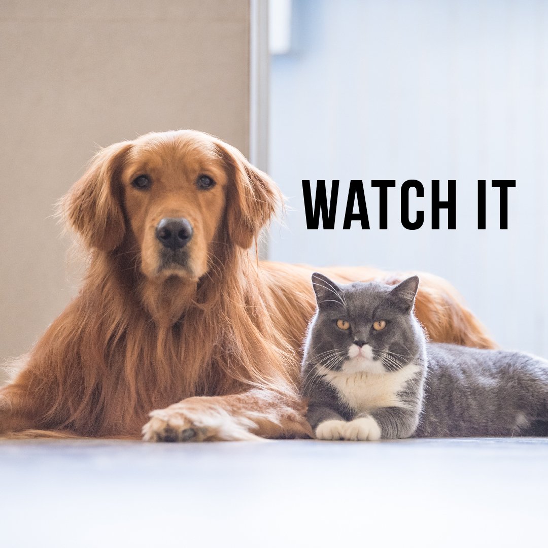 OnataInc's tweet photo. Don't leave your pets alone. Ask a neighbor to watch over. Download the Onata app now!
.
.
.
#pets #petservices #dog #cat #grumpy #alone #watchover #neighborhoodservices #neighborhood #onataneighborhood #neighborhoodhelp #campusservices #trustedneighbors #trustedservices https://t.co/MgLsHEAi9K