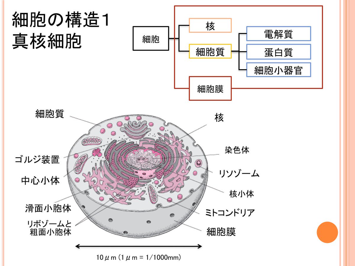 細胞 小 器官