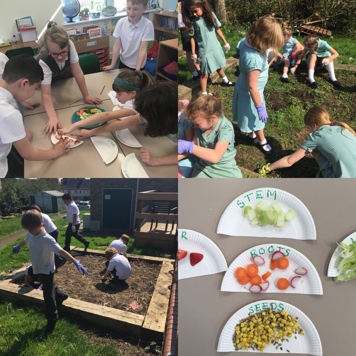 Rowan Class have had a great start to our topic ‘The Great Outdoors’ by sorting foods into the parts of a plant (closely followed by eating them of course) and a spot of gardening to plant a mini wildflower meadow!