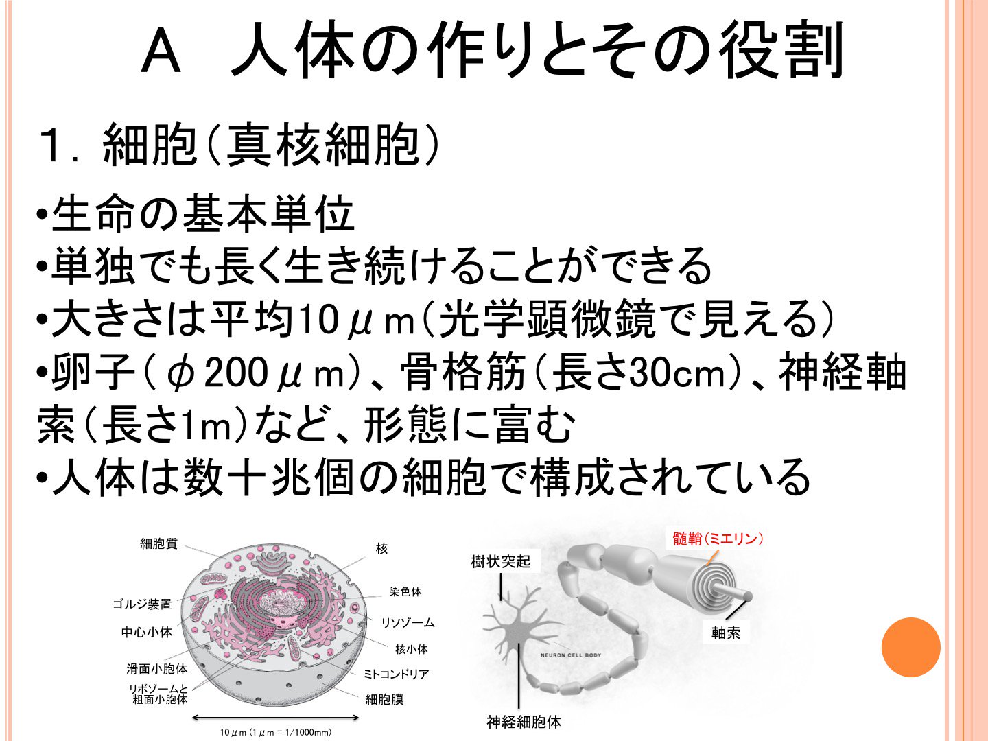 Oj Twitterissa 人体の作りとその役割 1 細胞 生命の基本単位 ヒト細胞 は形態に富むが 平均すると直径およそ10mm 人体は数十兆個の細胞で構成されている 肉眼で見える 卵子 光学顕微鏡で見える 細菌 電子顕微鏡で見える ウイルス Oj Twitterissa 人体の作りとその役割 1 細胞 生命の基本単位 ヒト細胞 は形態に富むが 平均すると直径およそ10mm 人体は数十兆個の細胞で構成されている 肉眼で見える 卵子 光学顕微鏡で見える 細菌 電子顕微鏡で見える ウイルス
