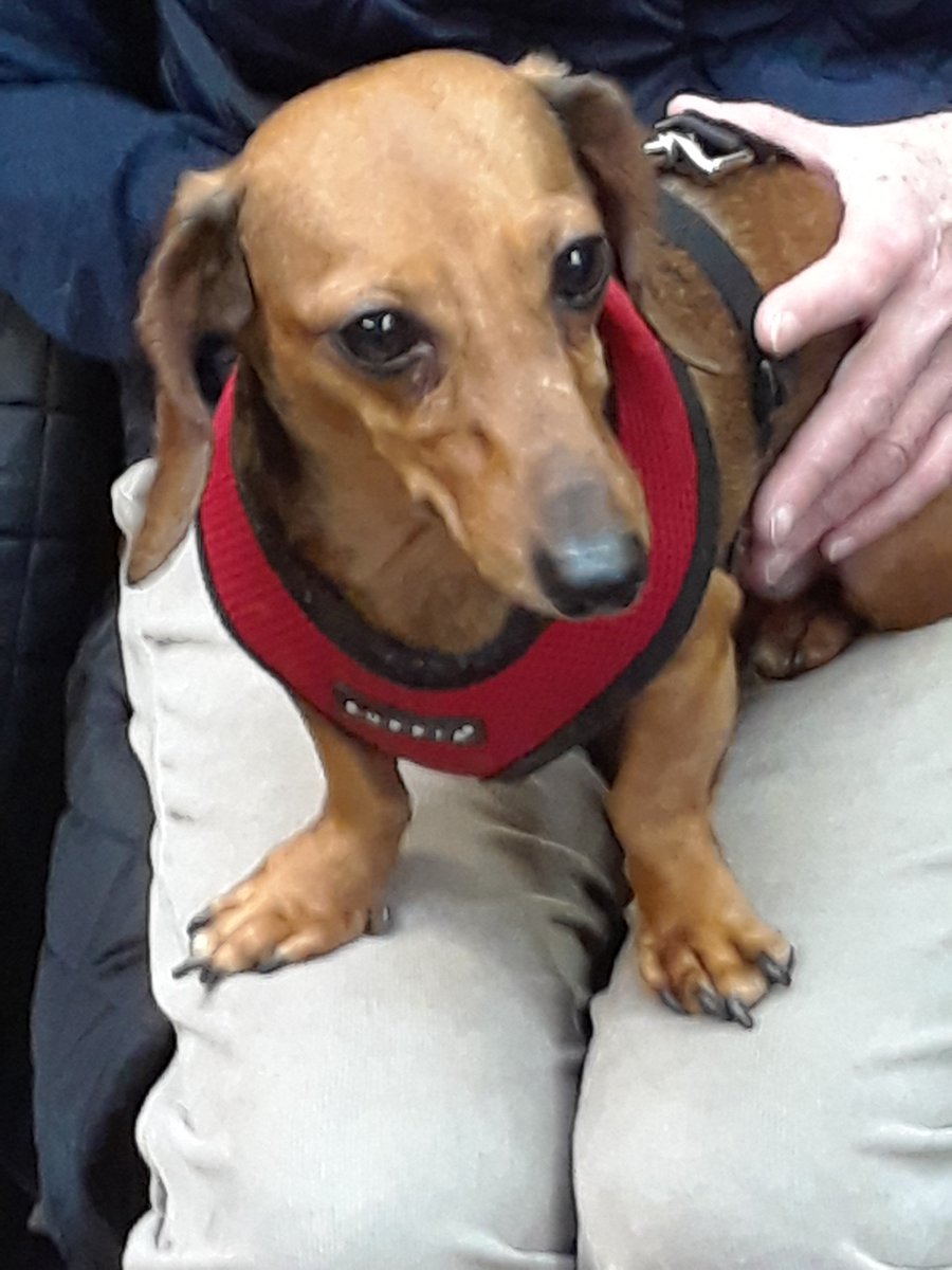 HAFOP's tweet photo. Our Pet Club Social met at the Church of the Holy Trinity on April 17th for an afternoon tea &amp; chance for lively conversation.  Jeff Patuto, our new Board member, gave a Powerpoint on Practical Budget-Minded ideas about Ways to Care for Your Pet. Pets, owners &amp; pet fans enjoyed! https://t.co/XNXiWLHFc6