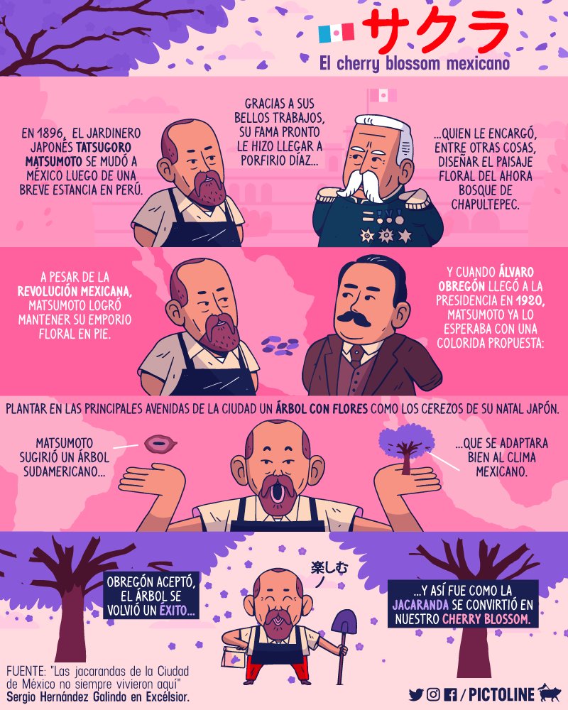 pictoline's tweet photo. La próxima vez que veas una jacaranda en México piensa que está ahí gracias a un jardinero japonés.

Su nombre era Tatsugoro Matsumoto, y así fue como trajo nuestro “cherry blossom” a la mexicana 🇯🇵🌸🇲🇽 https://t.co/6G3pESdxlX