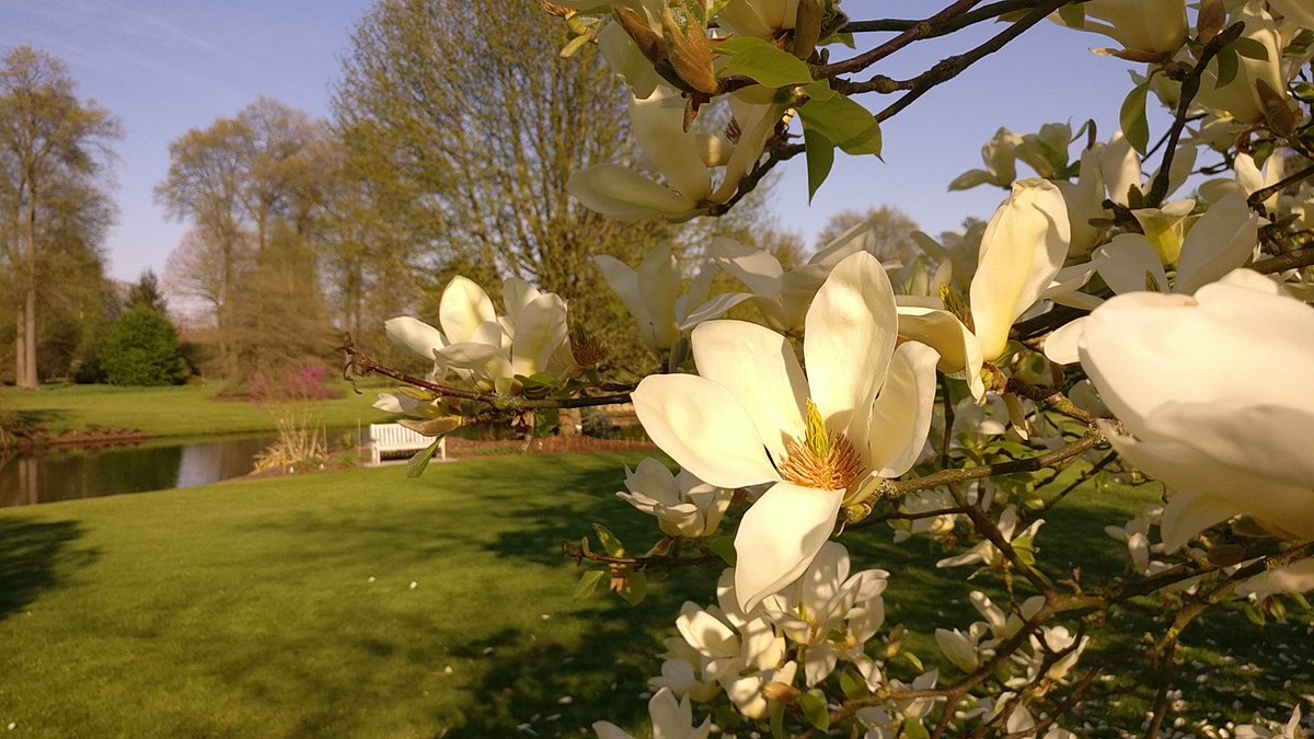 Boswachter_Marc's tweet photo. Op bezoek in #ArboretumWespelaar 
Een prachtige #bomentuin in #Wespelaar.
https://t.co/u6WonKgx2t

Wat een kleurenpracht. Voor plantenkenners en #dendrologen
- Magnolia 'Sundance' 
- Magnolia 'Yellow Fever'
- Cercis chinensis
- Quercus rubra #AmerikaanseEik 😉

#Tipvdbosw8er https://t.co/8lgwvF9HsE