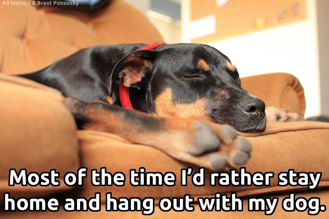 DogOwnersGlobal's tweet photo. Yep...on warm days...cold days....any day really.....😉 #dogs #WarmestDayOfTheYear #doglovers #ThursdayThought https://t.co/M8xPn63Hxu