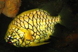 niyuno_'s tweet photo. @itsnikkib this is a pineapple fish 😍🍍 https://t.co/sot8T5Zzbj