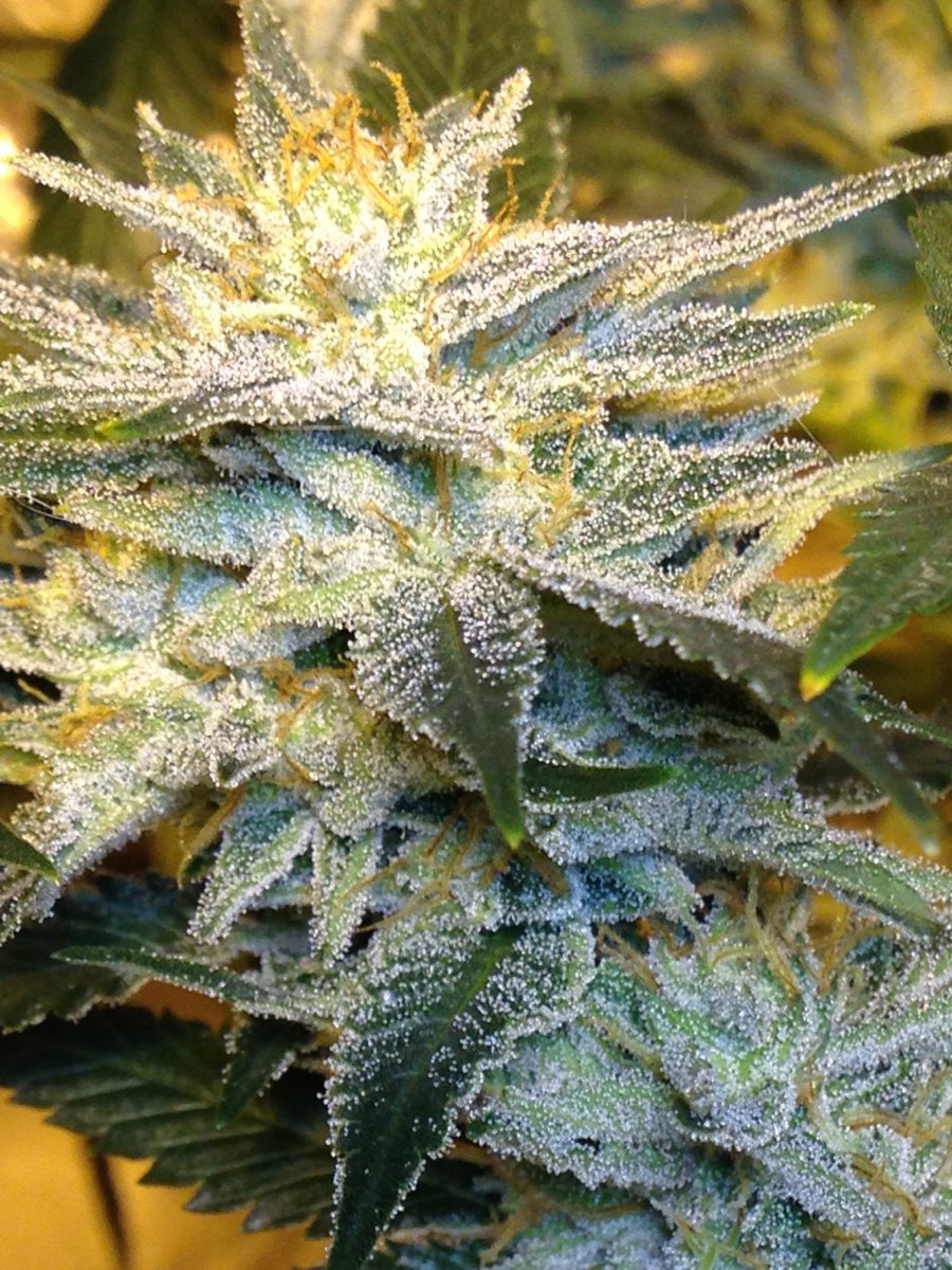 SkunkbeardGenet's tweet photo. Some of our #TangieStar getting ready for harvest #skunkbeardgenetics #hightimes #thc4ptsd https://t.co/NtGVuHUxhH