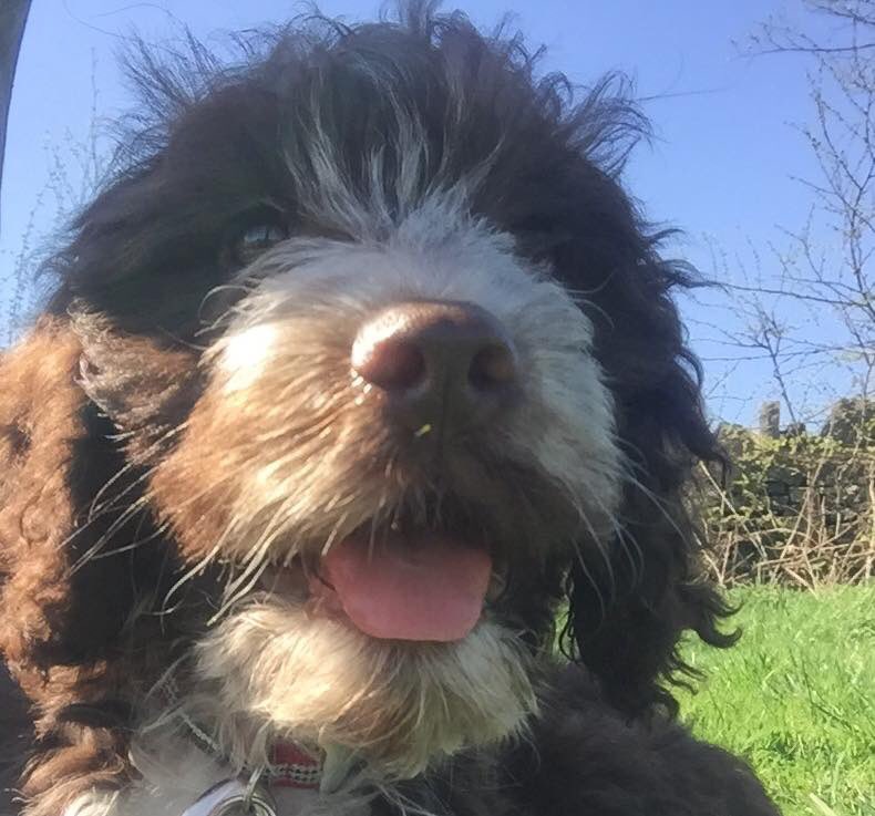 Suns out, smiles out ☀️🐾 #stockport #romiley #bredbury #woodley