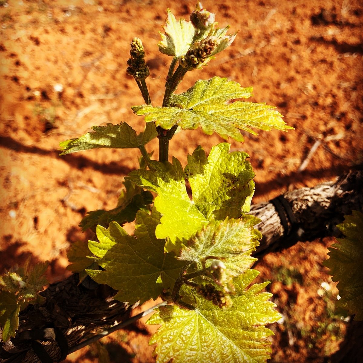 closcorvi's tweet photo. Esto ya empieza
Nuestra parcela de Verdil se está poniendo las pilas
#closcorvi #verdil #dovalencia #WINE #vinosblancos, #vinosvalencianos #terresdelsalforins https://t.co/nNrqQ9VIee