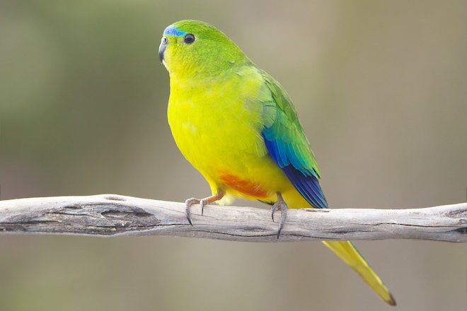 In this exclusive story about racing to save the Orange-bellied Parrot, one of the planet's rarest birds, one conservationist says "the time for business as usual is over." birdwatchingdaily.com/featured-stori… <a href="/BirdlifeOz/">BirdLife Australia</a> <a href="/BirdLife_News/">BirdLife International</a>