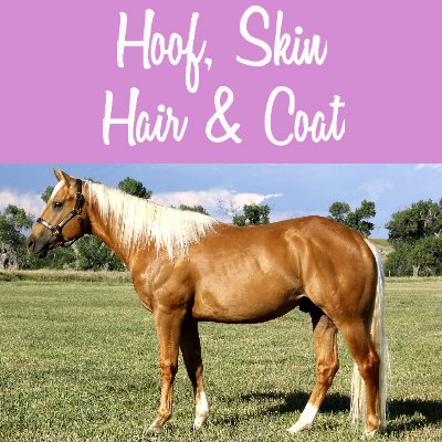 TheEquineEdge's tweet photo. Shiny Hair, Mane, Skin &amp; Coat! I'm in! 🙋 - https://t.co/EvxE6r67dQ https://t.co/0M3H7guqFZ