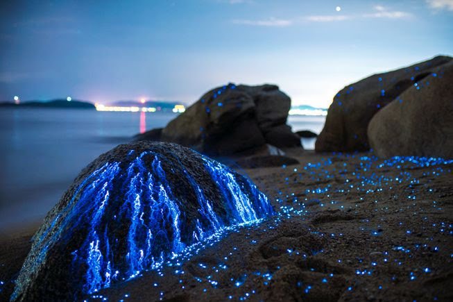 japaninpics's tweet photo. Glowing Sea Fireflies, Okayama |  by tdub_photo https://t.co/4UnzwF65oy