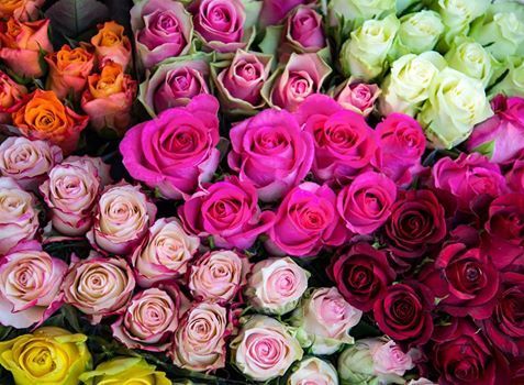 BraBridge's tweet photo. Feel & Look your best in all the spring fashions with the Bra Bridge. The possibilities are endless.
Ladies, you deserve to bloom this Mother's Day. Treat yourself!
#ultimatebrahack #Brabridge #treatyourself https://t.co/Fp8CQ7VmiQ