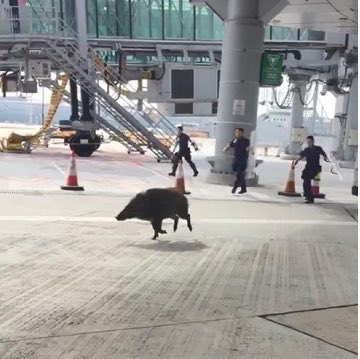 #INCIDÈNCIES Retard en el vol Sant Esteve de les Roures - Picamoixons programat per les 19:15h per la presència de senglars a les pistes.