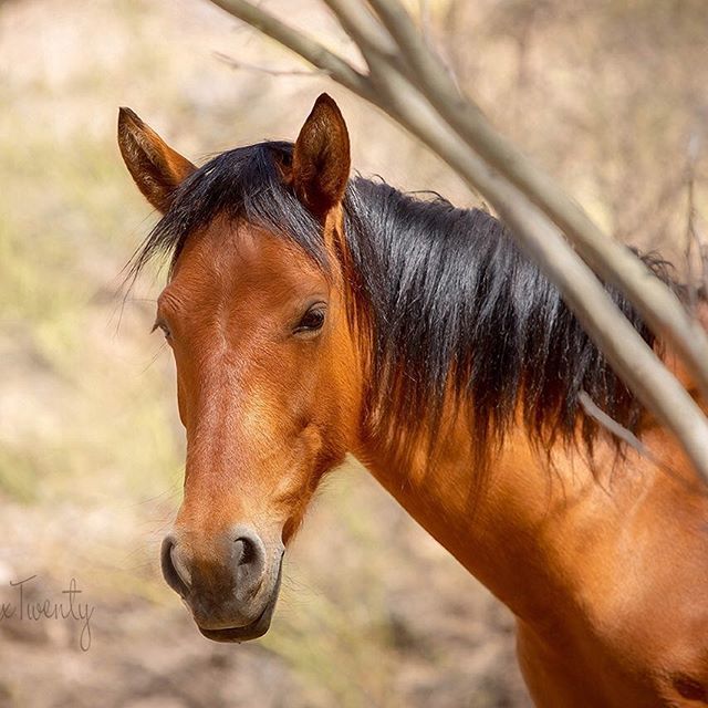 One of the beautiful mustangs roaming the Tonto National Forest.

#saltriverhorses #saltriver #wildhorses #horse #mustang #southwest #arizona #nature #landscape #explore #canon #canonphotography ift.tt/2K0pQjt